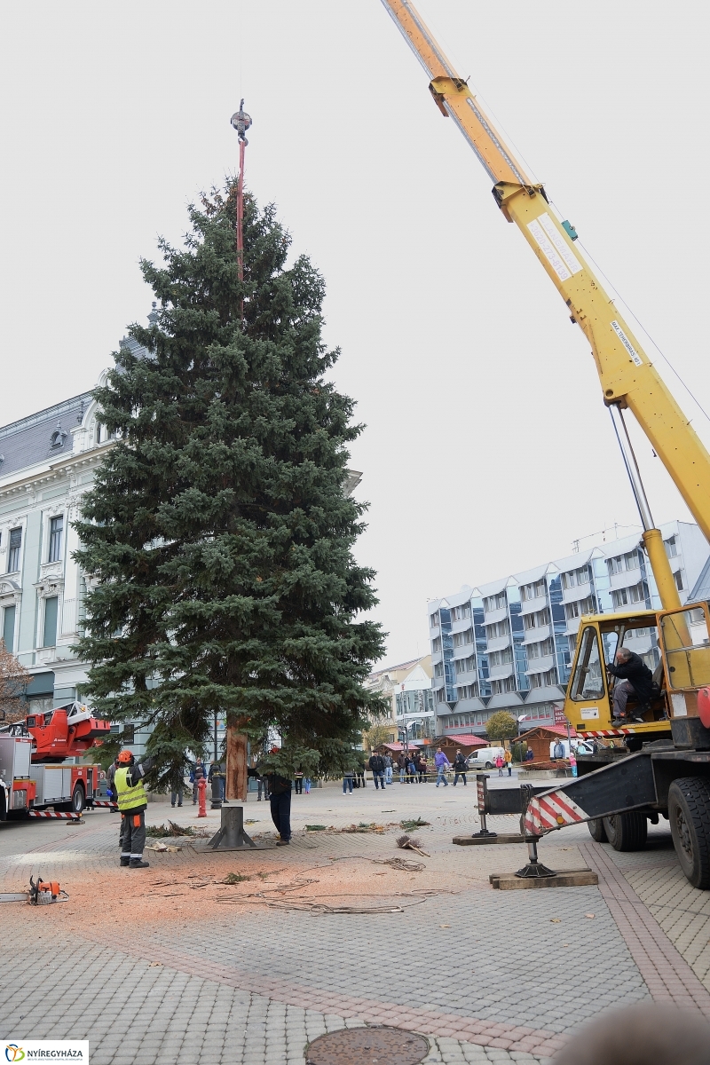 Megérkezett a város karácsonyfája a Kossuth térre-fotó Trifonov Éva
