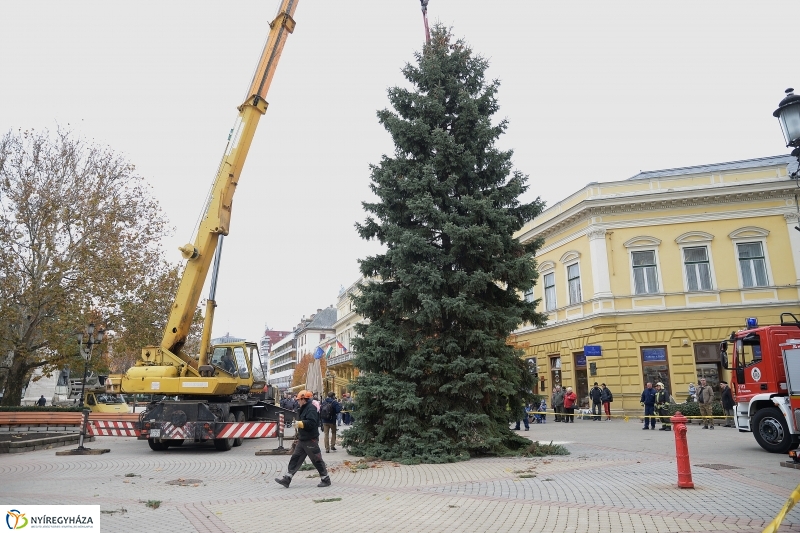 Megérkezett a város karácsonyfája a Kossuth térre-fotó Trifonov Éva