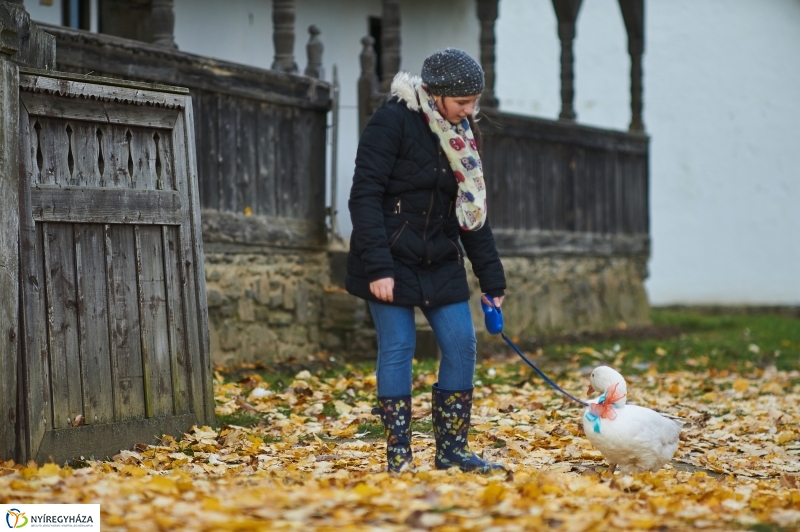 Márton Napi Vigasság 2017  I - fotó Szarka Lajos