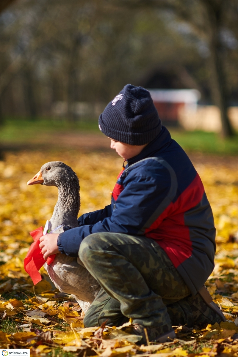 Márton Napi Vigasság 2017  I - fotó Szarka Lajos