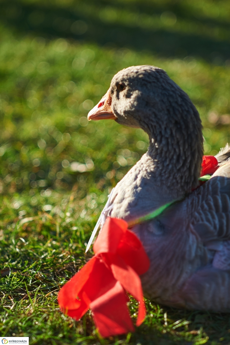 Márton Napi Vigasság 2017  II - fotó Szarka Lajos