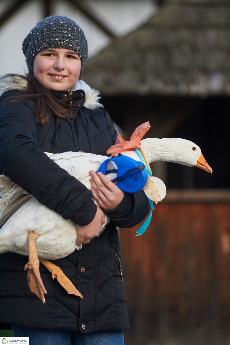 Márton Napi Vigasság 2017  II - fotó Szarka Lajos