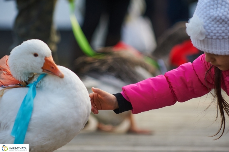 Márton Napi Vigasság 2017  II - fotó Szarka Lajos