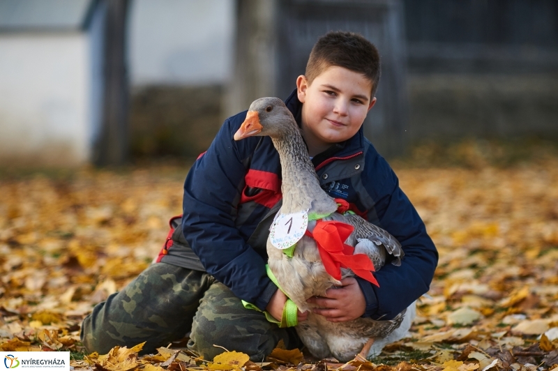Márton Napi Vigasság 2017  II - fotó Szarka Lajos