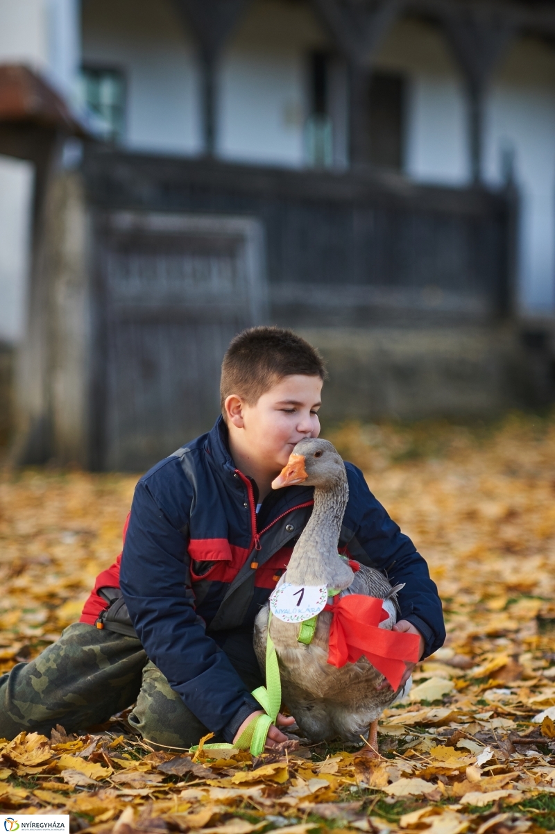 Márton Napi Vigasság 2017  II - fotó Szarka Lajos