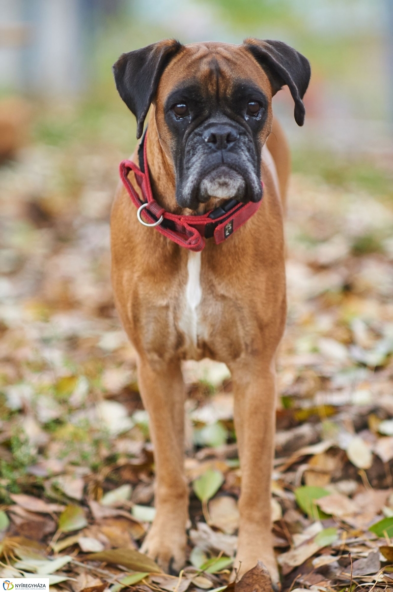 Kutyafuttató a Homok soron - fotó Szarka Lajos