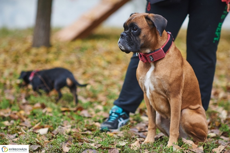 Kutyafuttató a Homok soron - fotó Szarka Lajos