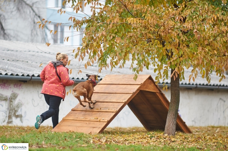 Kutyafuttató a Homok soron - fotó Szarka Lajos