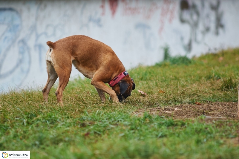 Kutyafuttató a Homok soron - fotó Szarka Lajos