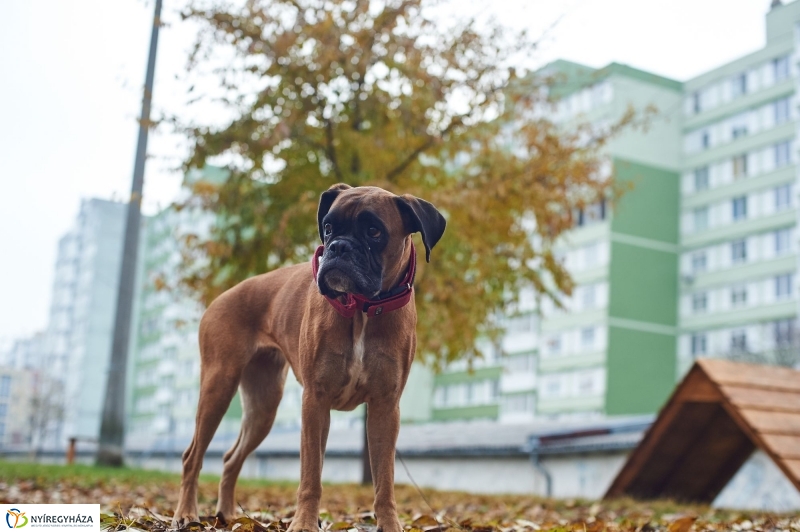 Kutyafuttató a Homok soron - fotó Szarka Lajos