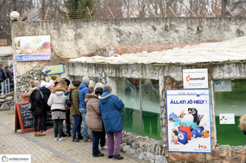 100 forintos nap az Állatparkban - fotó Trifonov Éva