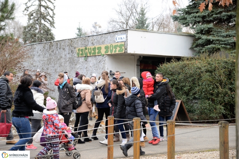 100 forintos nap az Állatparkban - fotó Trifonov Éva