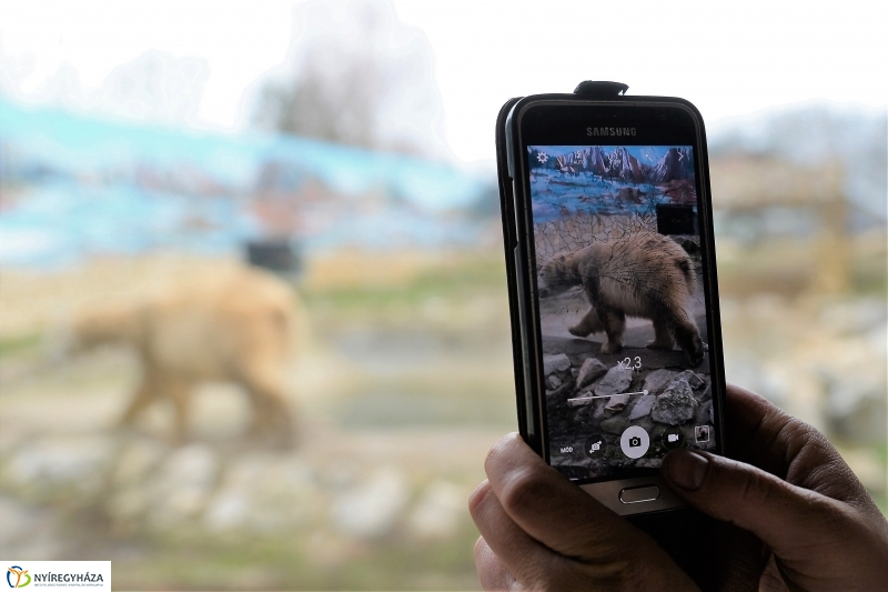 100 forintos nap az Állatparkban - fotó Trifonov Éva
