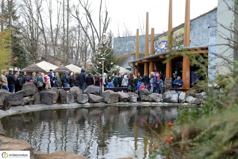 100 forintos nap az Állatparkban - fotó Trifonov Éva