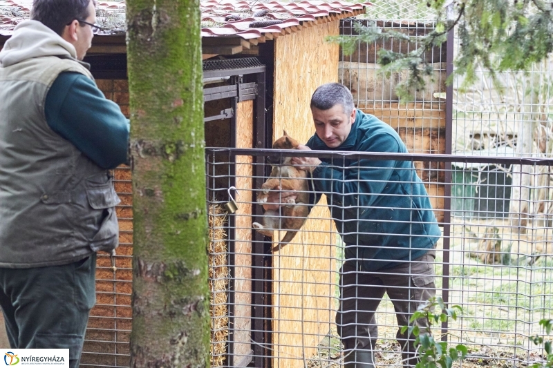 Dingo kölyök az állatparkban - fotó Szarka Lajos