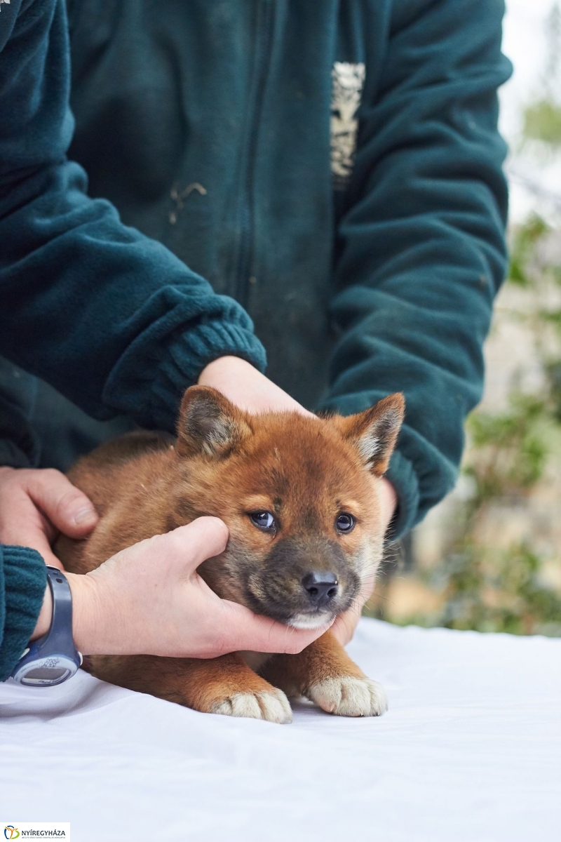 Dingo kölyök az állatparkban - fotó Szarka Lajos