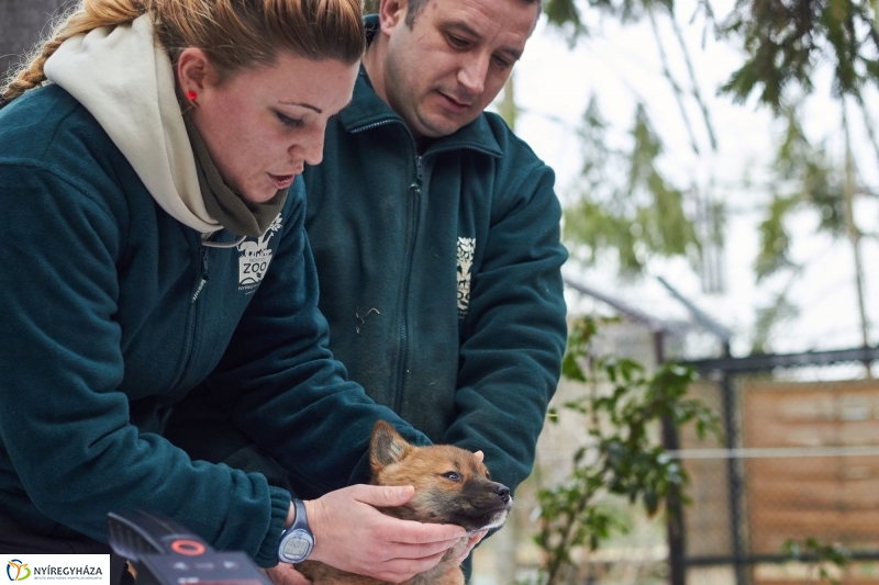 Dingo kölyök az állatparkban - fotó Szarka Lajos