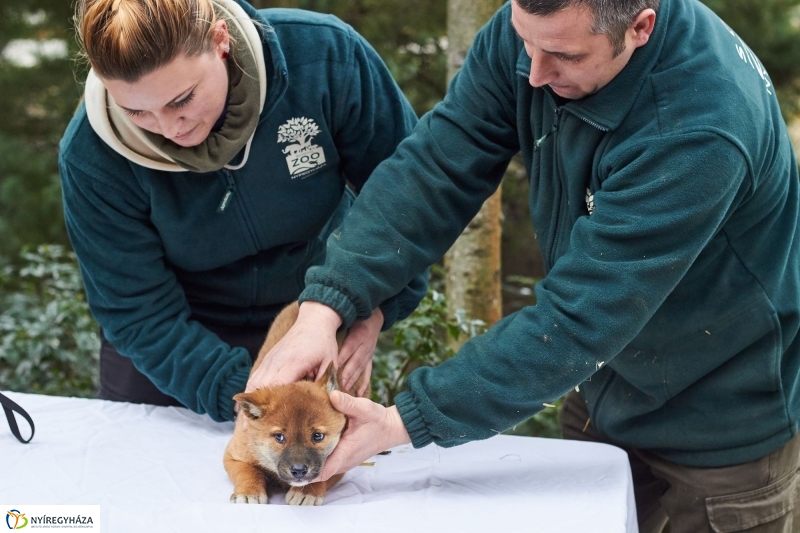 Dingo kölyök az állatparkban - fotó Szarka Lajos