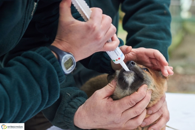 Dingo kölyök az állatparkban - fotó Szarka Lajos