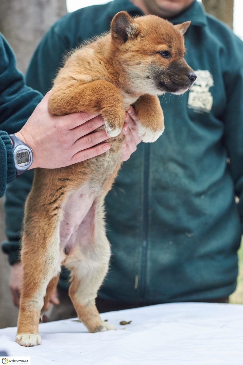 Dingo kölyök az állatparkban - fotó Szarka Lajos