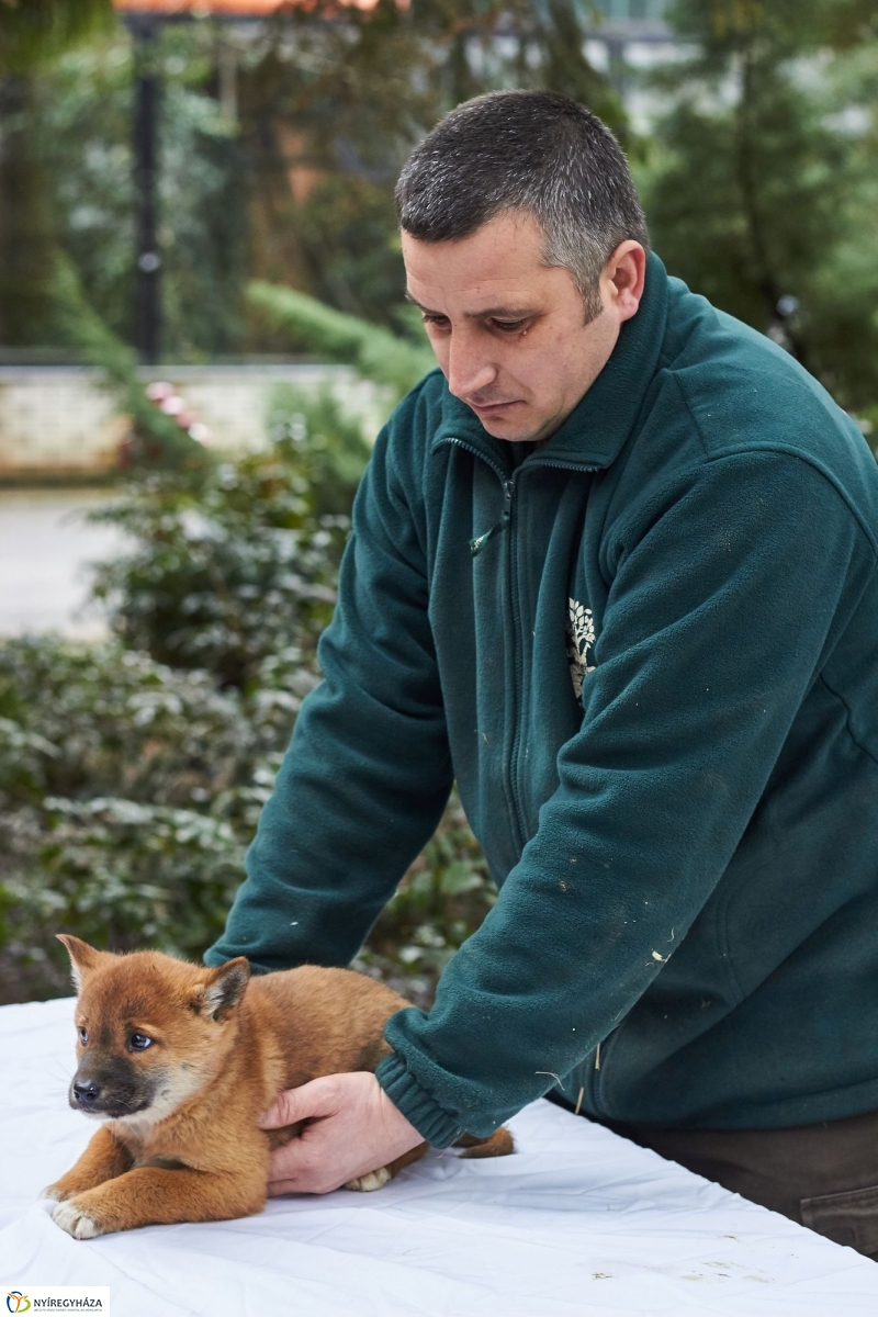 Dingo kölyök az állatparkban - fotó Szarka Lajos