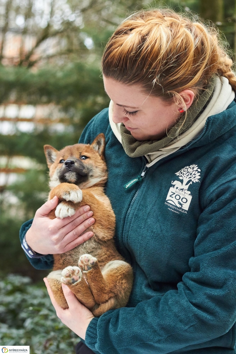 Dingo kölyök az állatparkban - fotó Szarka Lajos