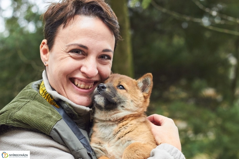 Dingo kölyök az állatparkban - fotó Szarka Lajos
