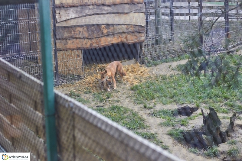 Dingo kölyök az állatparkban - fotó Szarka Lajos