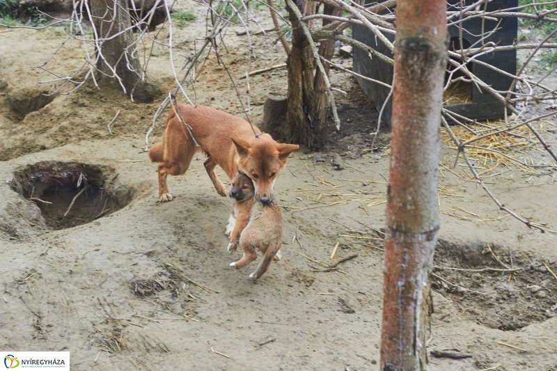 Dingo kölyök az állatparkban - fotó Szarka Lajos