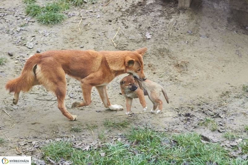 Dingo kölyök az állatparkban - fotó Szarka Lajos