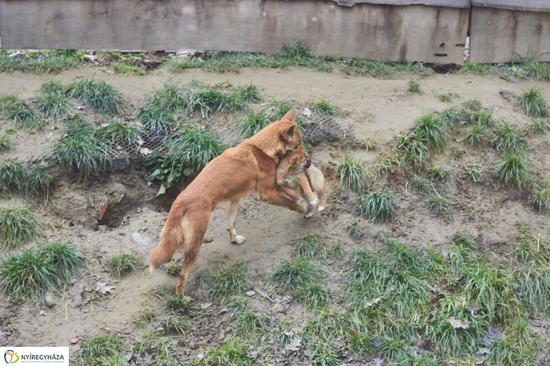 Dingo kölyök az állatparkban - fotó Szarka Lajos