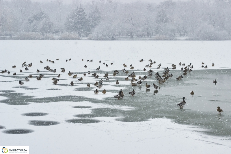 Csodás téli Sóstó - fotó Szarka Lajos