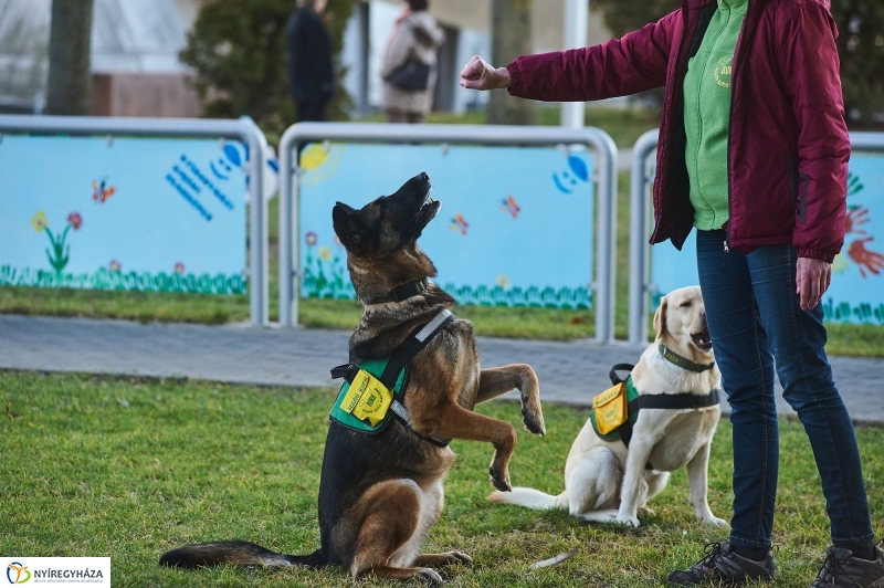 Segítő kutyák - fotó Szarka Lajos