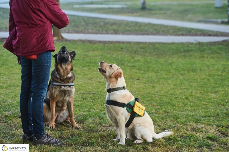 Segítő kutyák - fotó Szarka Lajos