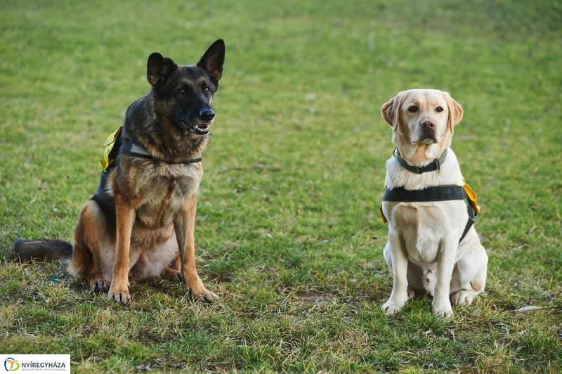 Segítő kutyák - fotó Szarka Lajos