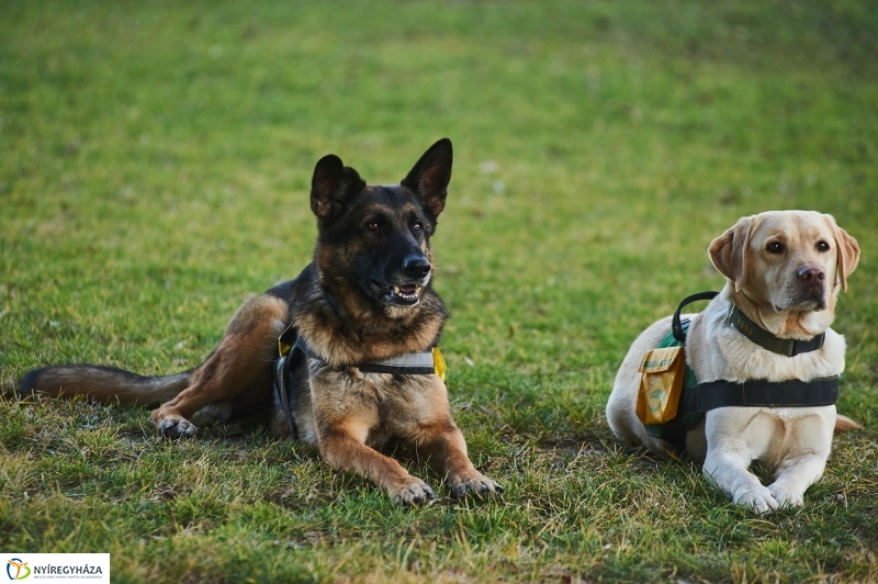 Segítő kutyák - fotó Szarka Lajos