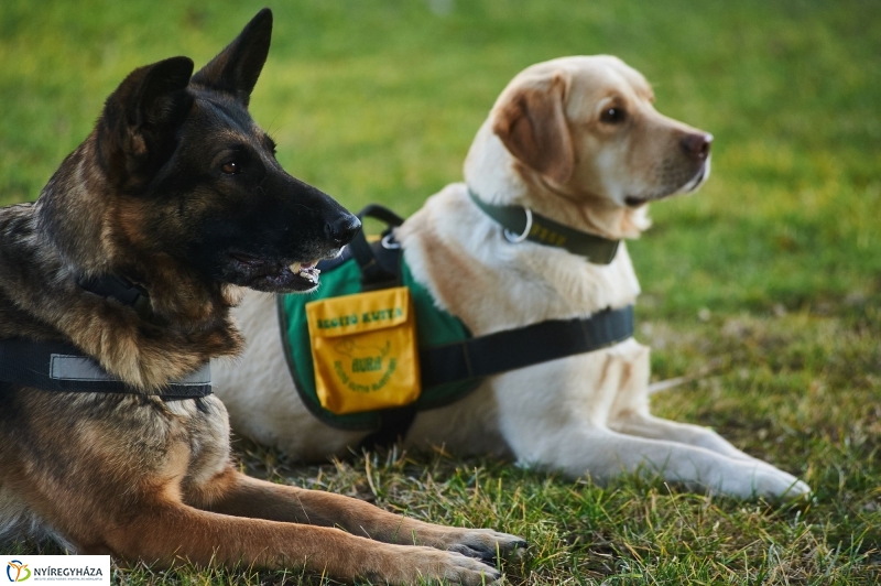 Segítő kutyák - fotó Szarka Lajos