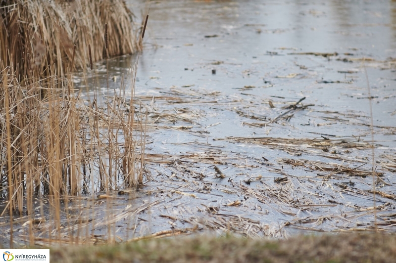 Kotrás a Bujtos tavon - fotó Szarka Lajos