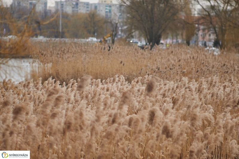 Kotrás a Bujtos tavon - fotó Szarka Lajos