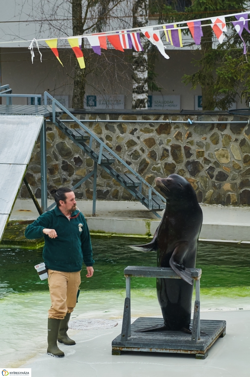Fókashow az Állatparkban - fotó Szarka Lajos