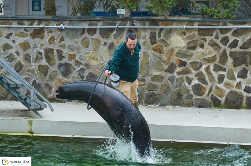 Fókashow az Állatparkban - fotó Szarka Lajos