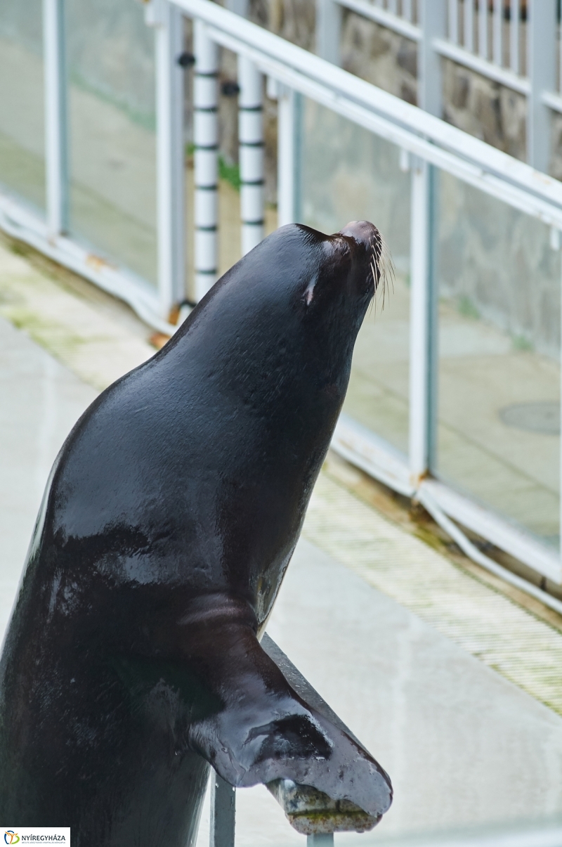Fókashow az Állatparkban - fotó Szarka Lajos