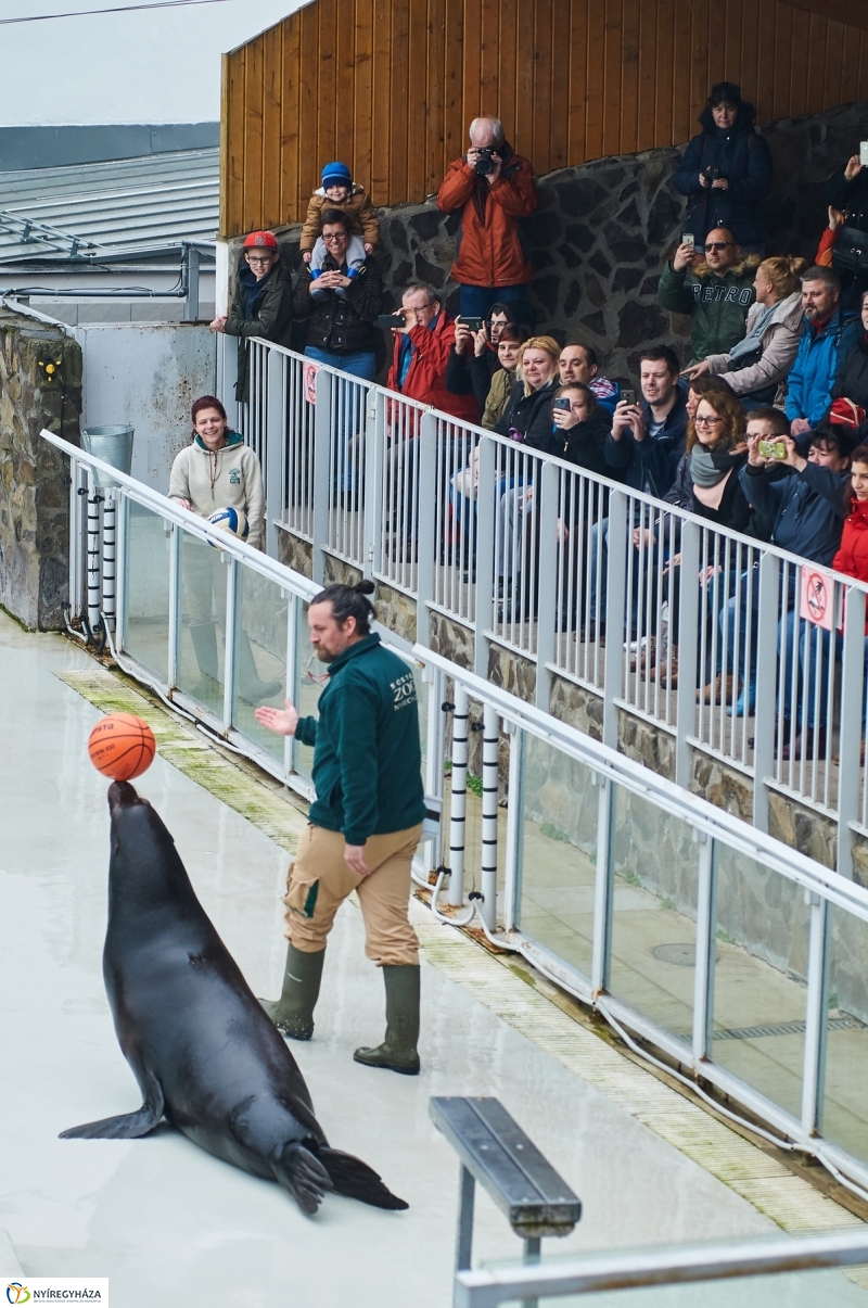 Fókashow az Állatparkban - fotó Szarka Lajos