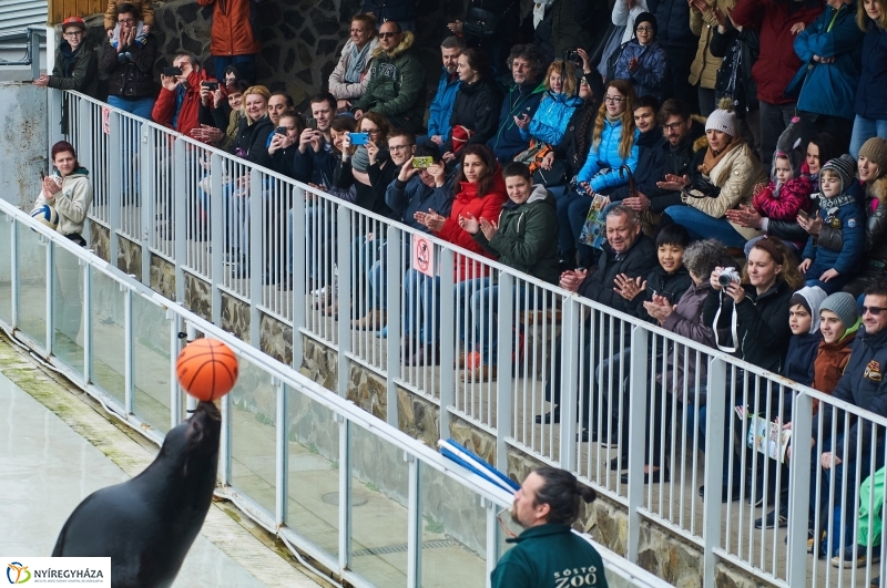 Fókashow az Állatparkban - fotó Szarka Lajos