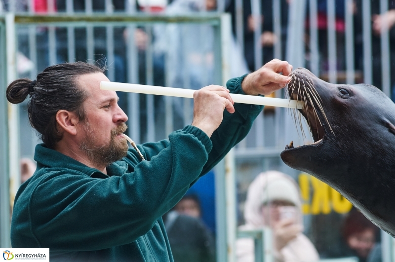 Fókashow az Állatparkban - fotó Szarka Lajos