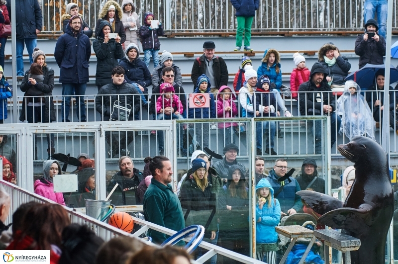 Fókashow az Állatparkban - fotó Szarka Lajos