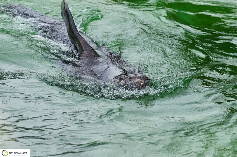 Fókashow az Állatparkban - fotó Szarka Lajos