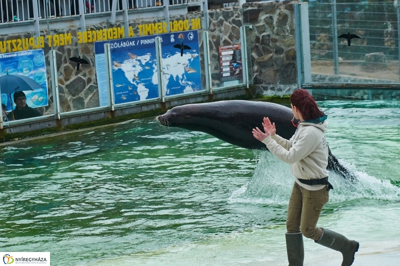 Fókashow az Állatparkban - fotó Szarka Lajos