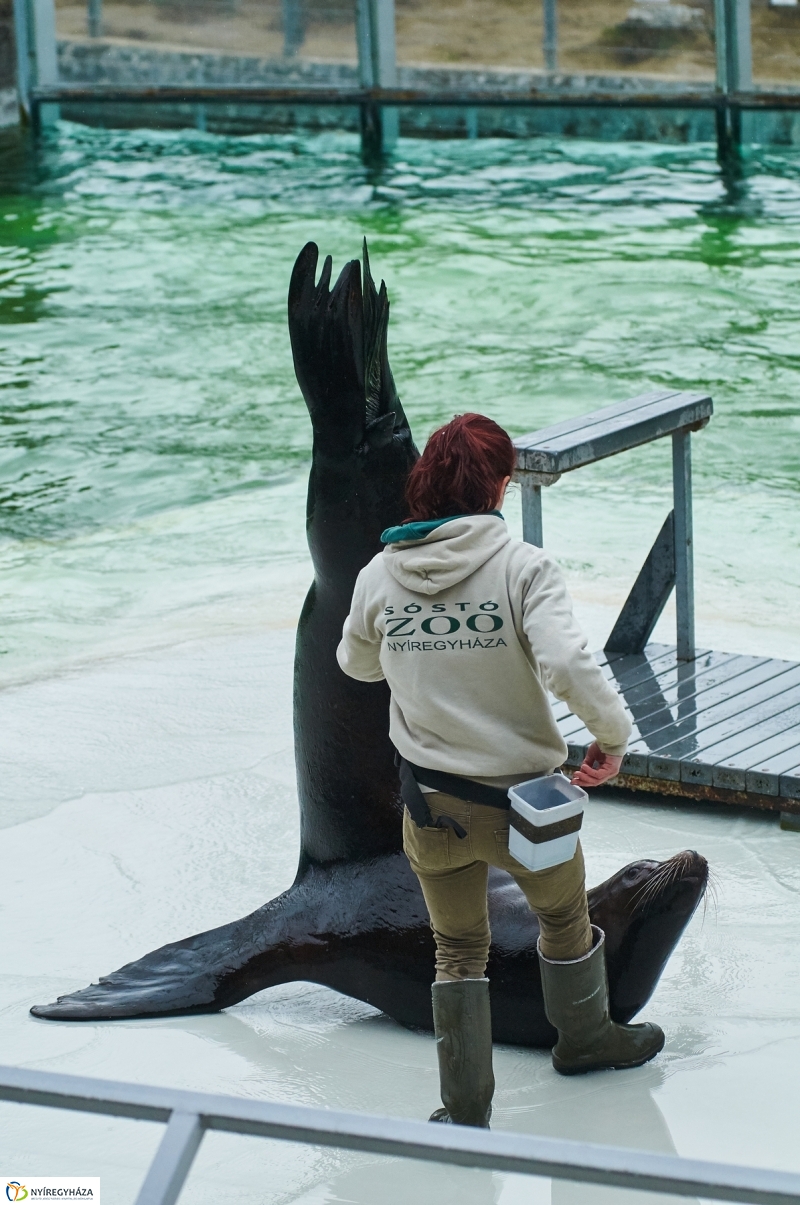 Fókashow az Állatparkban - fotó Szarka Lajos
