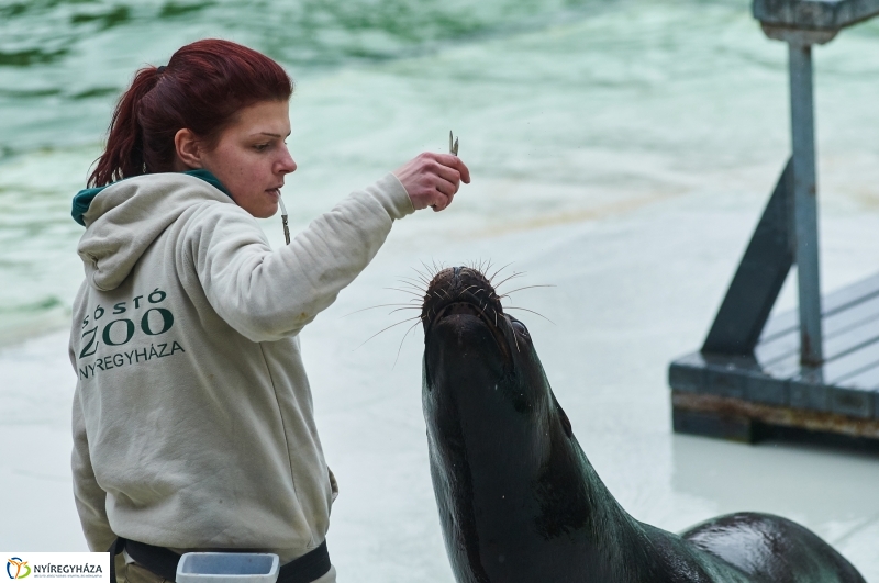 Fókashow az Állatparkban - fotó Szarka Lajos